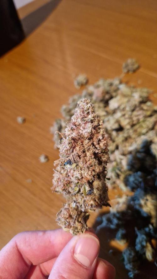 Mixed scrog. Week 14