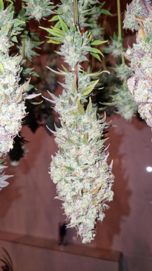 Mixed scrog. Week 14