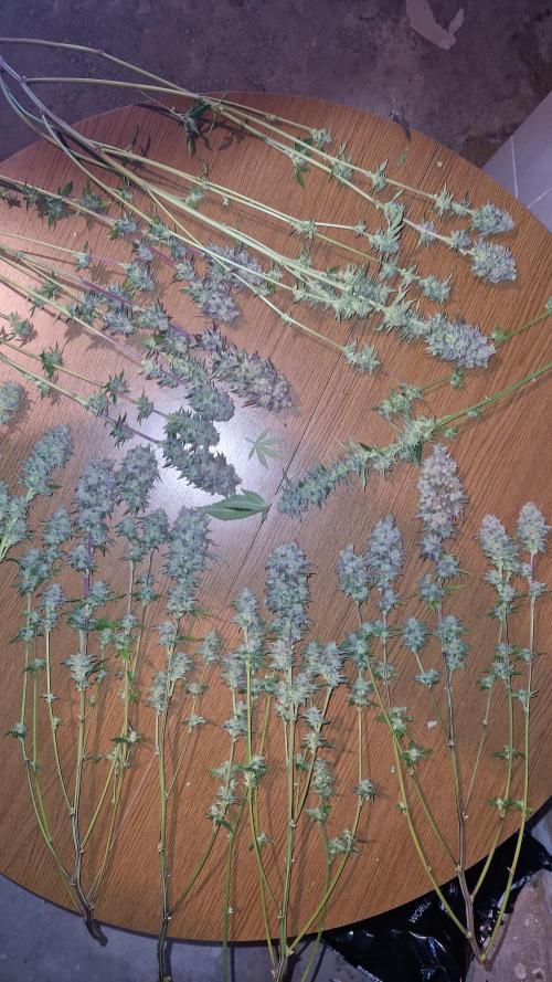 Mixed scrog. Week 14