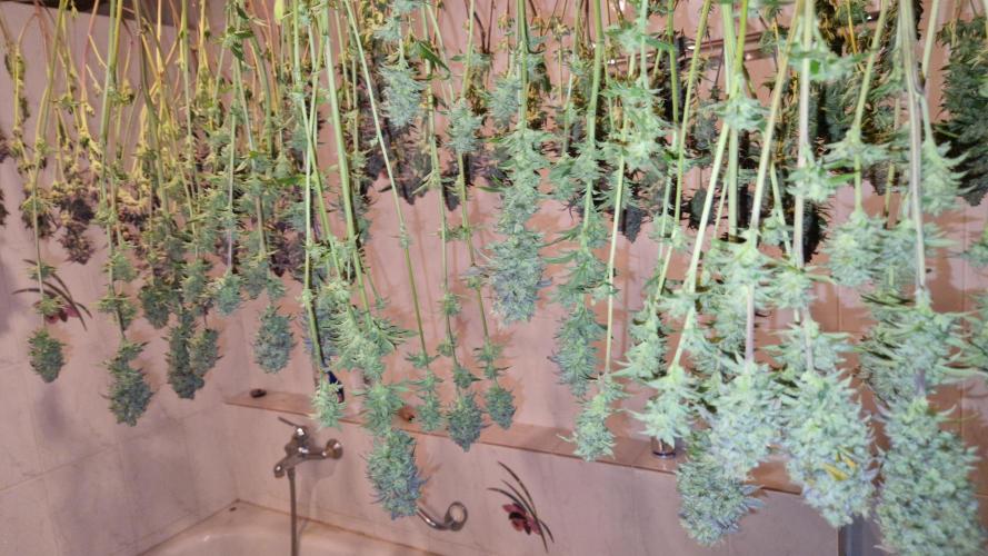 Mixed scrog. Week 14