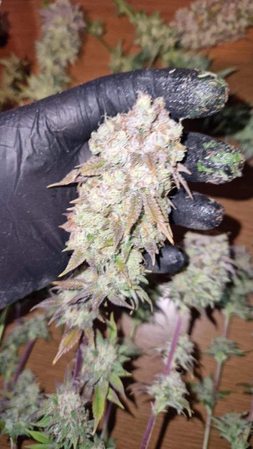 Mixed scrog. Week 14