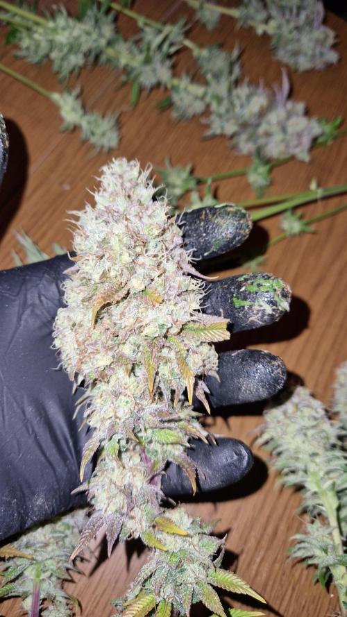 Mixed scrog. Week 14