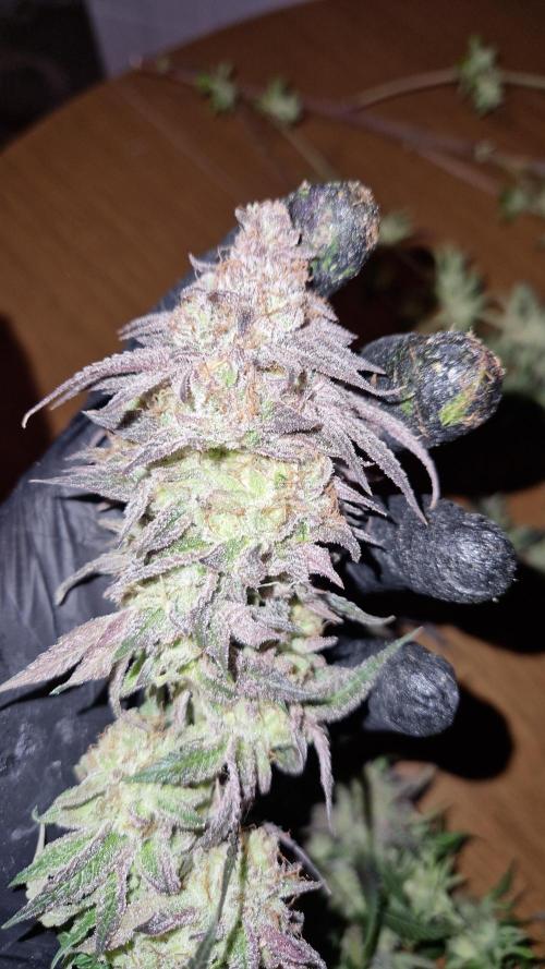 Mixed scrog. Week 14