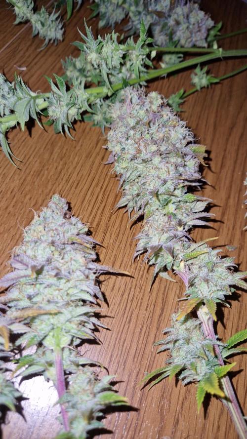 Mixed scrog. Week 14