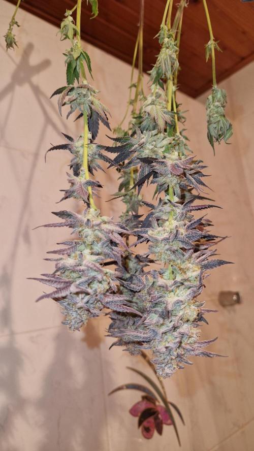 Mixed scrog. Week 14