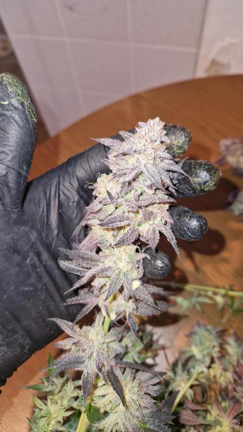 Mixed scrog. Week 14