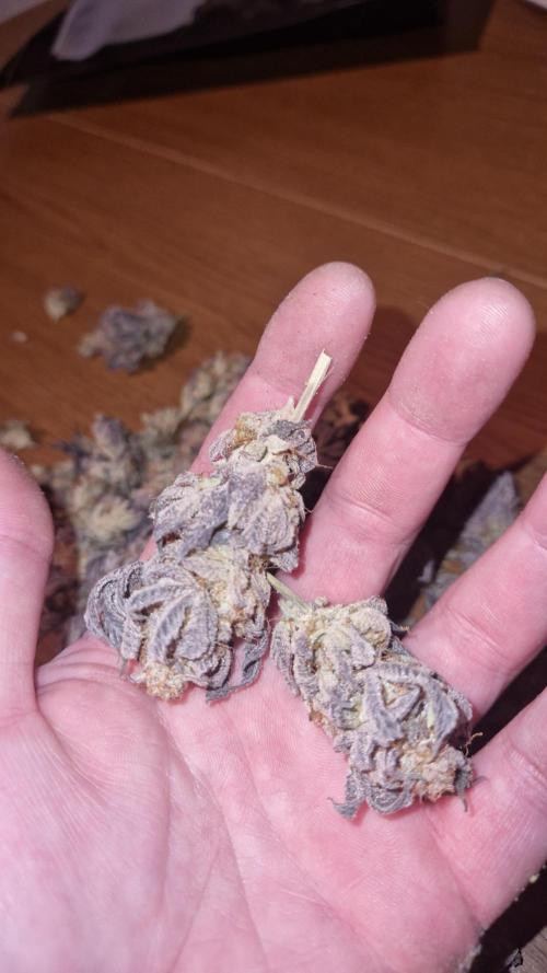 Mixed scrog. Week 14