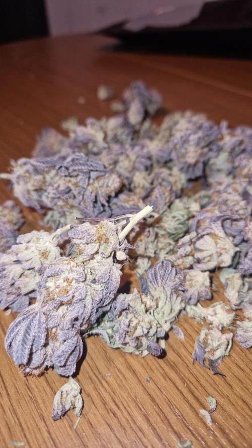 Mixed scrog. Week 14