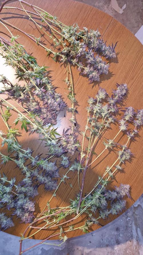 Mixed scrog. Week 14