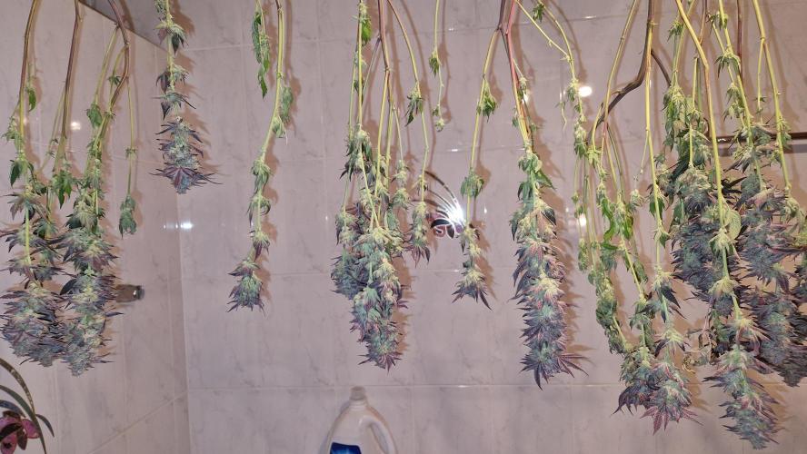 Mixed scrog. Week 14