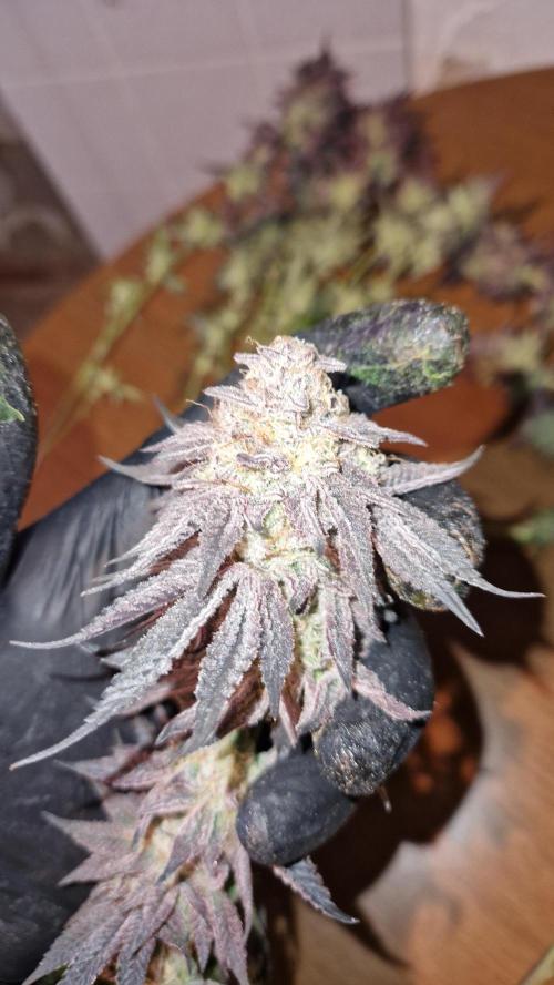 Mixed scrog. Week 14