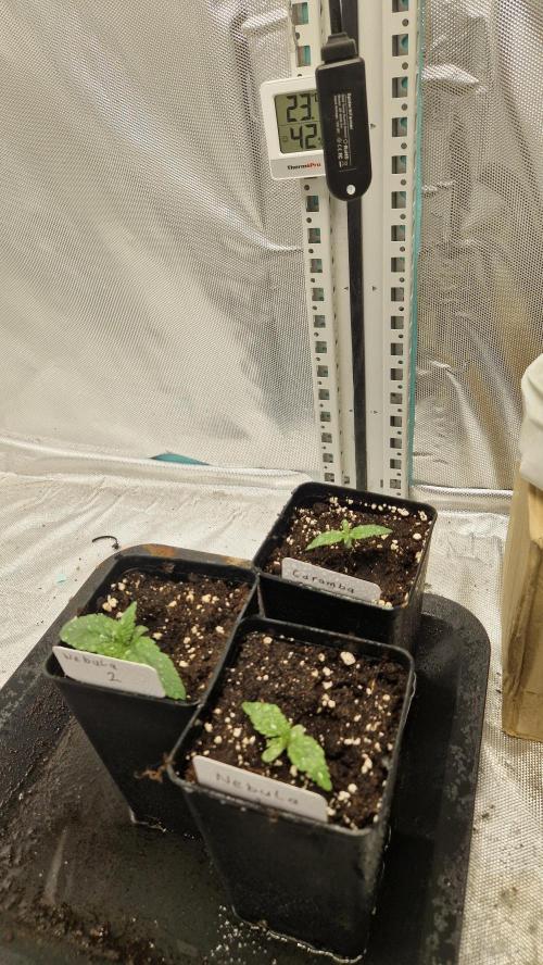 Mixed scrog 2. Week 1