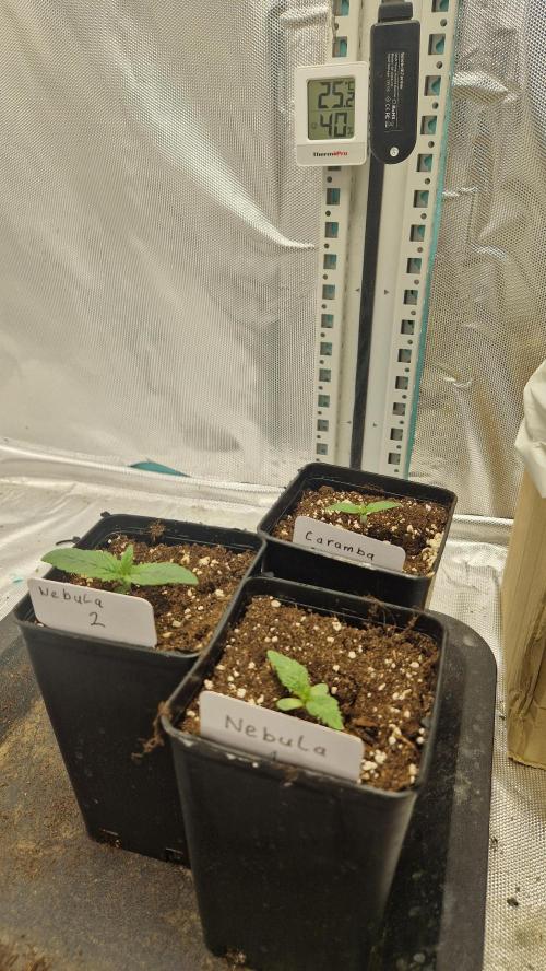 Mixed scrog 2. Week 1