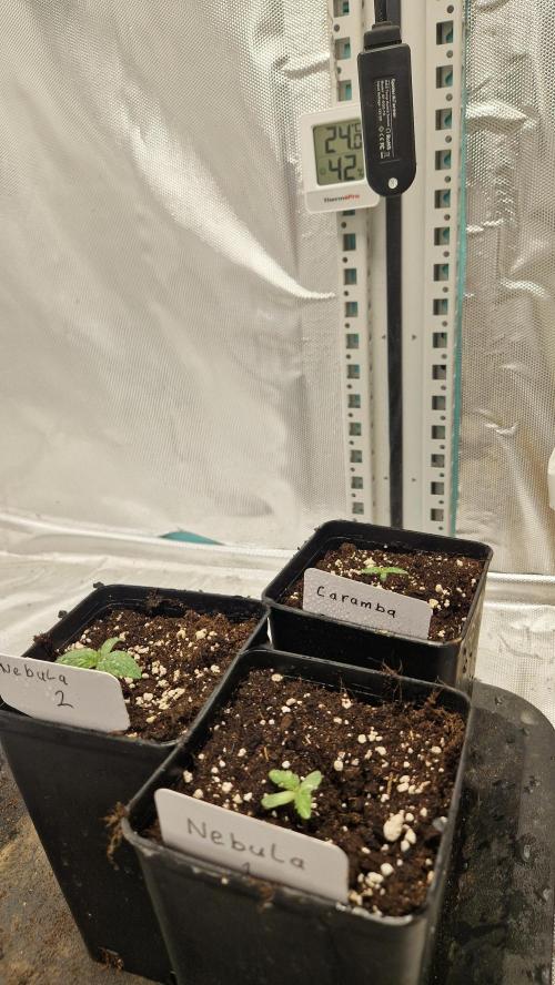 Mixed scrog 2. Week 1