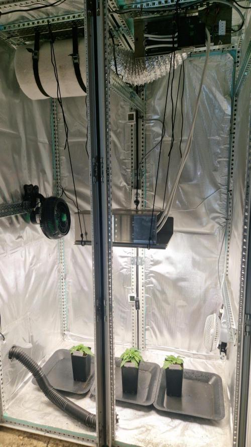 Mixed scrog 2. Week 2