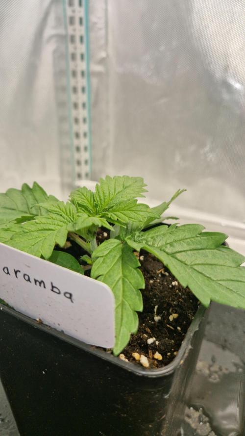 Mixed scrog 2. Week 2