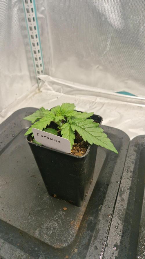Mixed scrog 2. Week 2