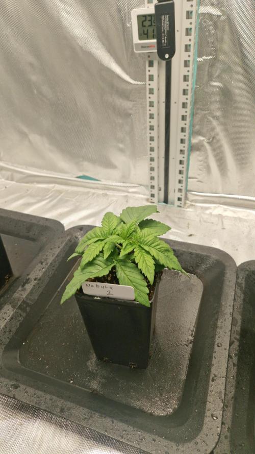 Mixed scrog 2. Week 2