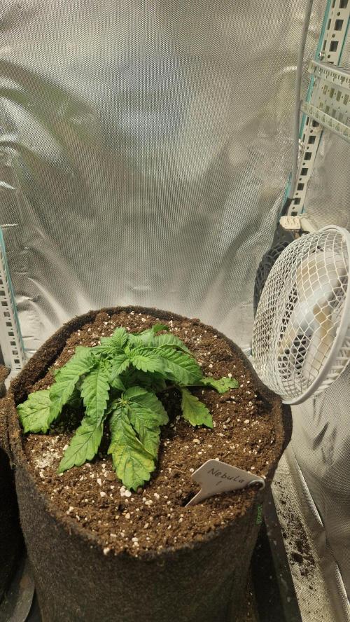 Mixed scrog 2. Week 3