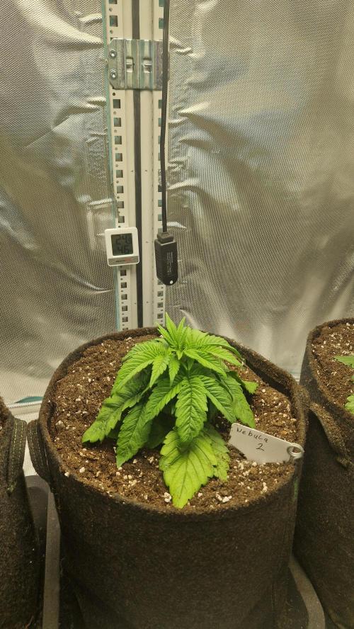 Mixed scrog 2. Week 3