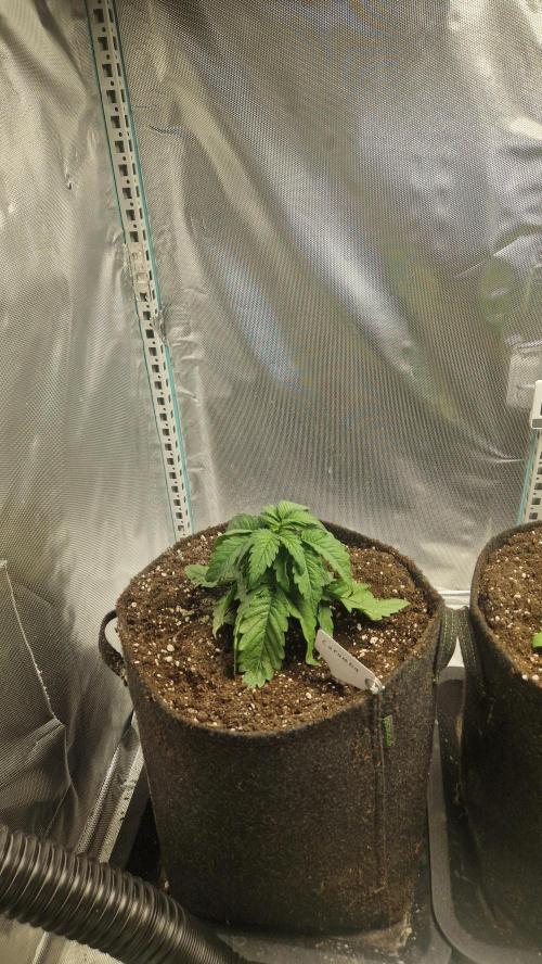 Mixed scrog 2. Week 3