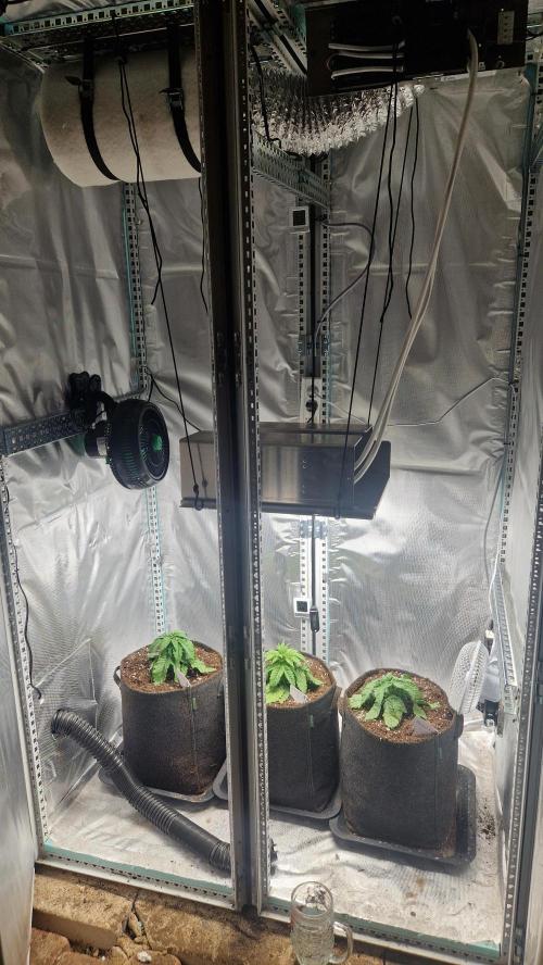 Mixed scrog 2. Week 3