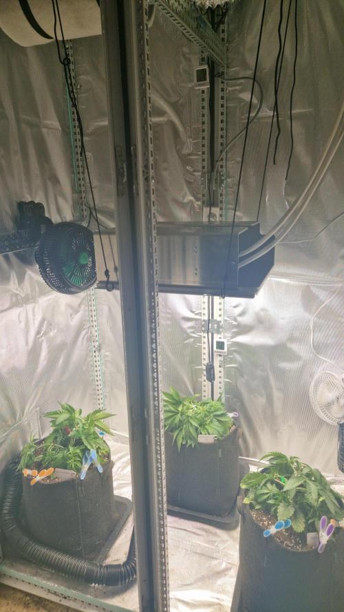 Mixed scrog 2. Week 4