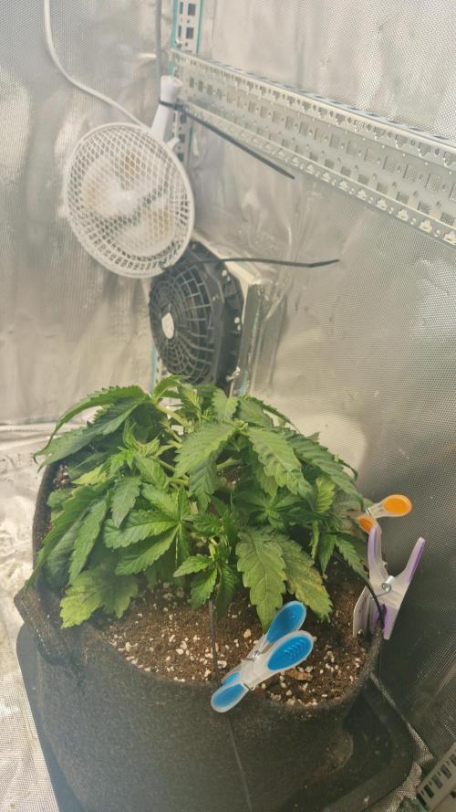 Mixed scrog 2. Week 4