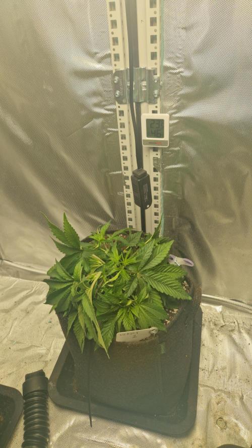 Mixed scrog 2. Week 4