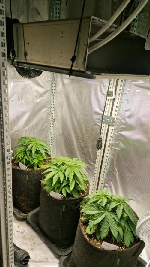 Mixed scrog 2. Week 4