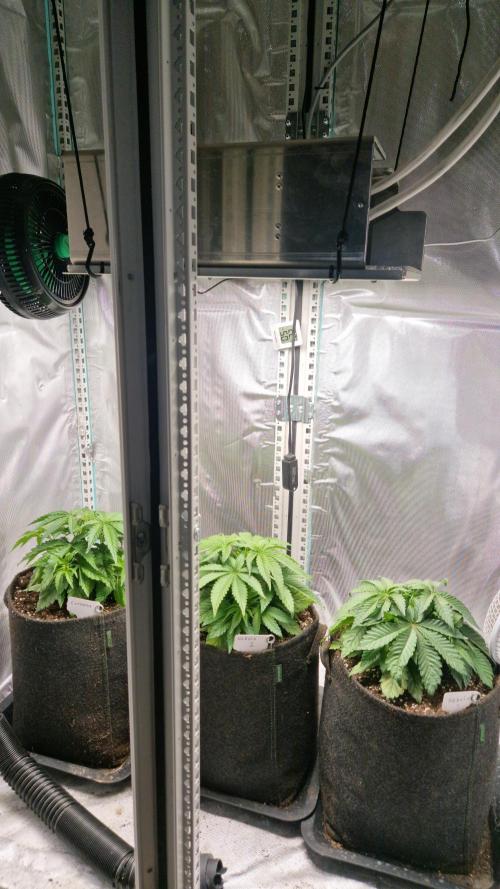 Mixed scrog 2. Week 4