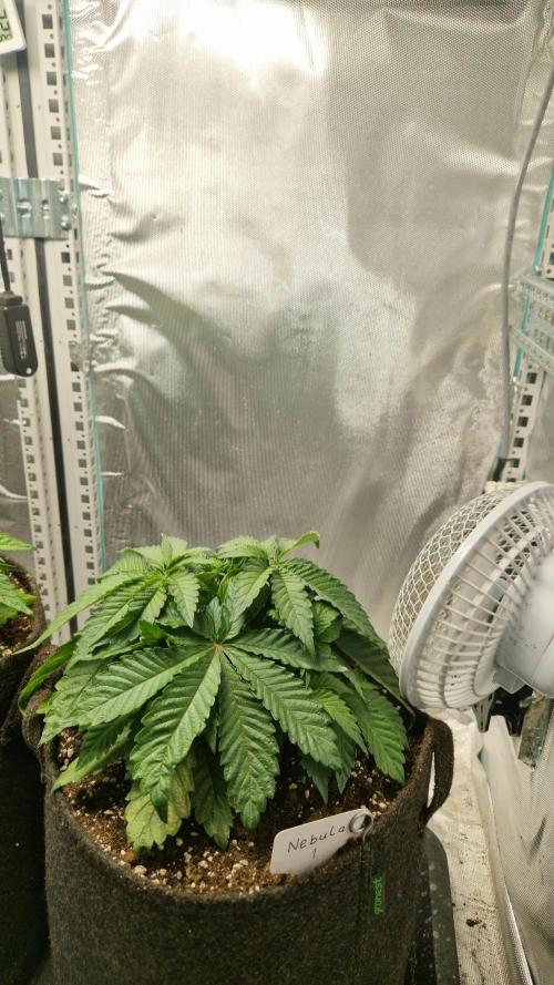 Mixed scrog 2. Week 4