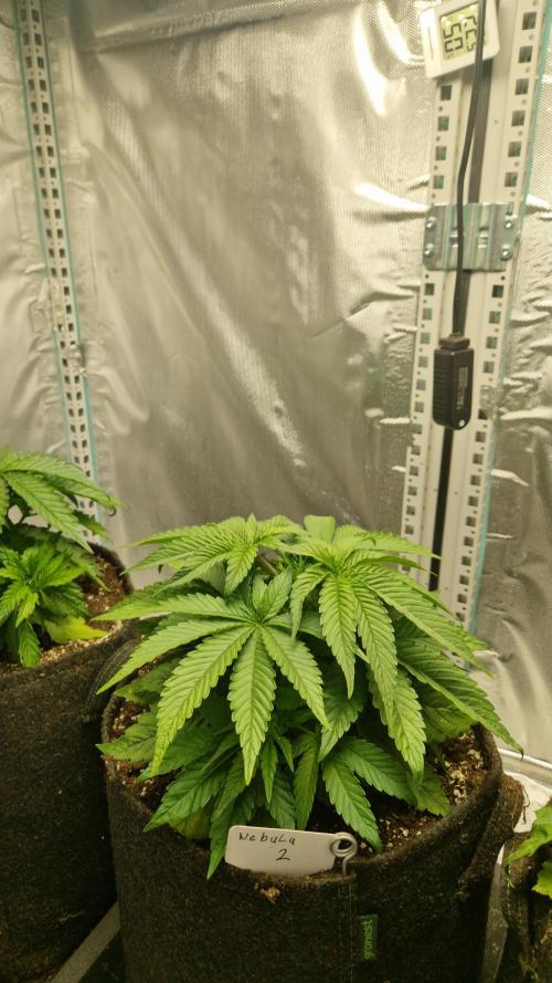 Mixed scrog 2. Week 4