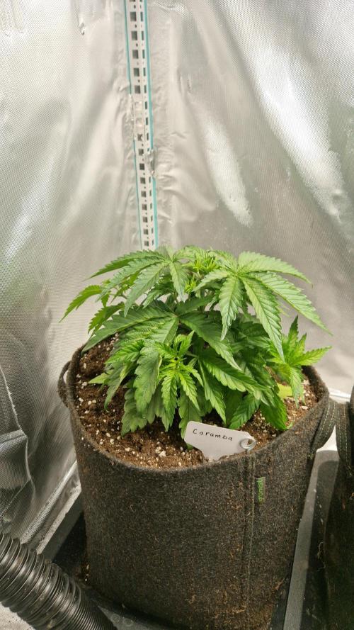 Mixed scrog 2. Week 4