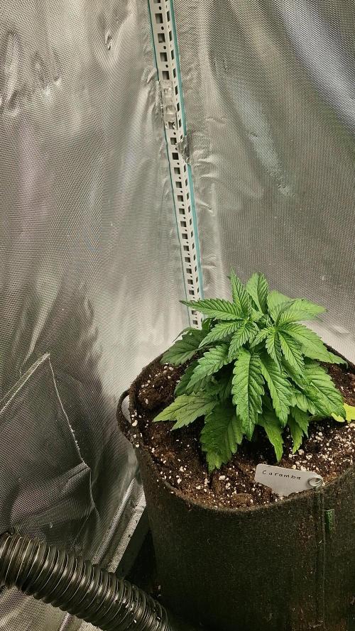 Mixed scrog 2
