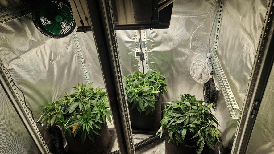 Mixed scrog 2. Week 5