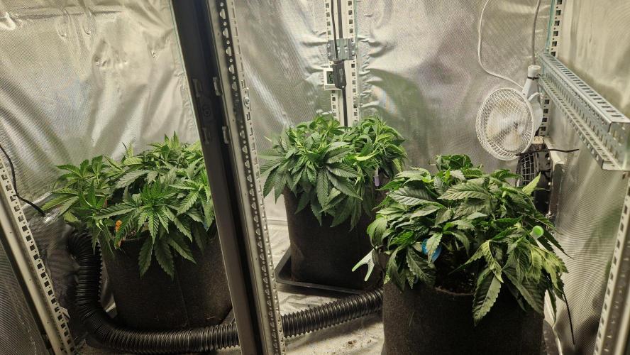 Mixed scrog 2. Week 5