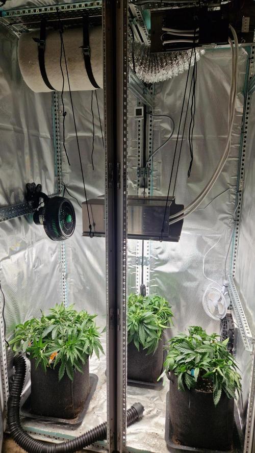 Mixed scrog 2. Week 5