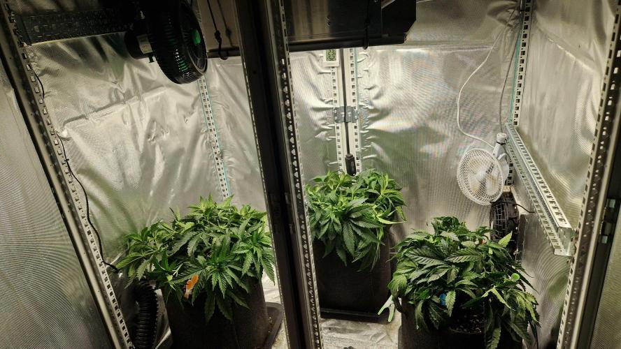 Mixed scrog 2. Week 5