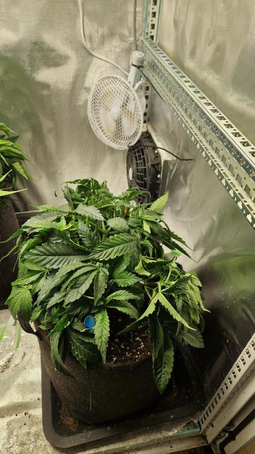 Mixed scrog 2. Week 5