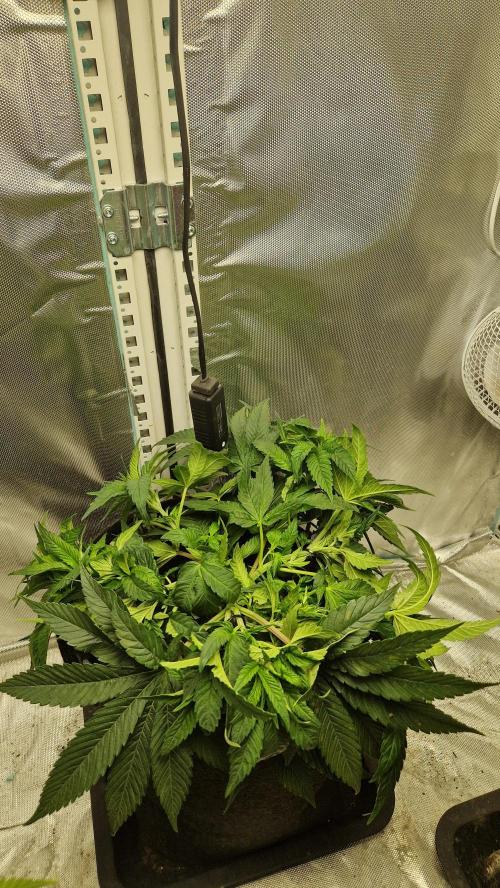 Mixed scrog 2. Week 5