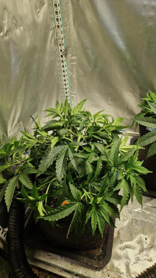 Mixed scrog 2. Week 5