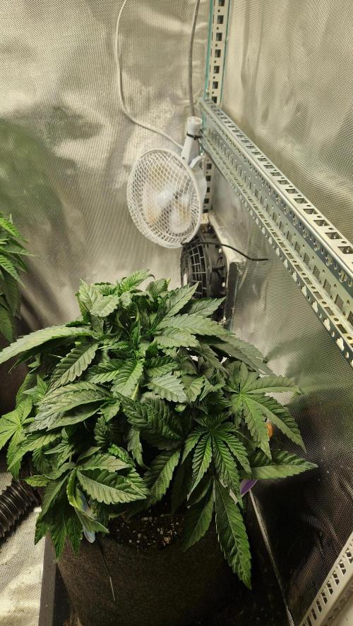 Mixed scrog 2. Week 5