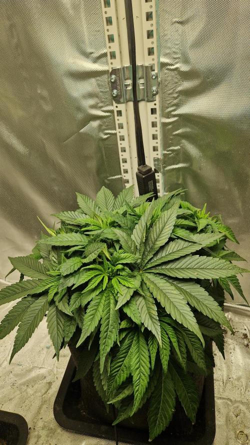 Mixed scrog 2. Week 5