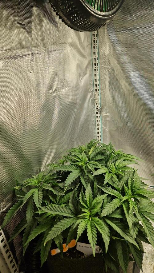 Mixed scrog 2. Week 5