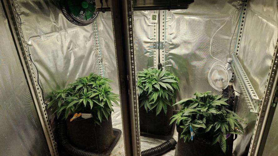 Mixed scrog 2. Week 5