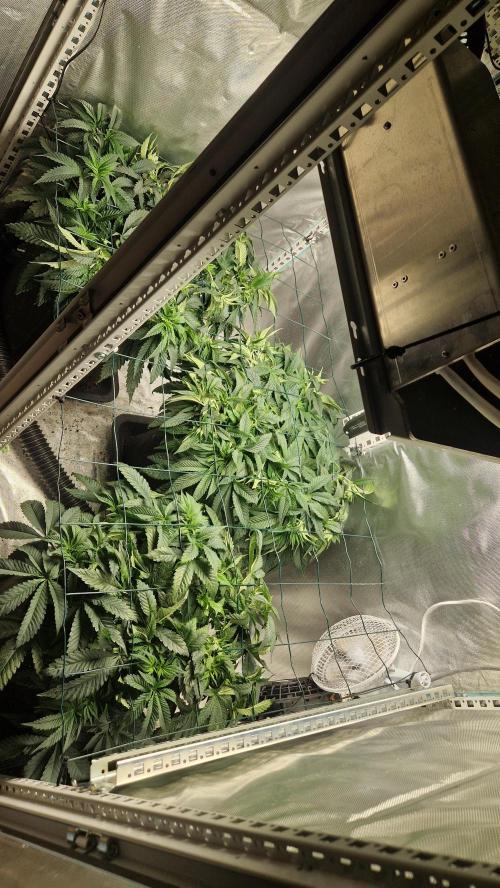 Mixed scrog 2. Week 6