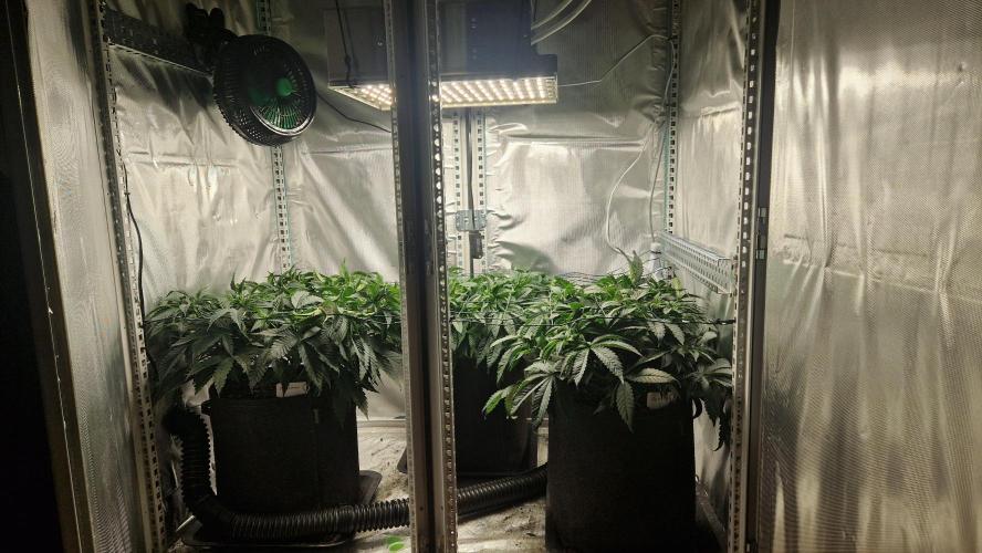 Mixed scrog 2. Week 6