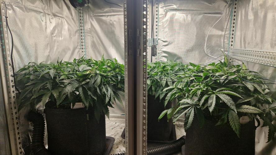 Mixed scrog 2. Week 6