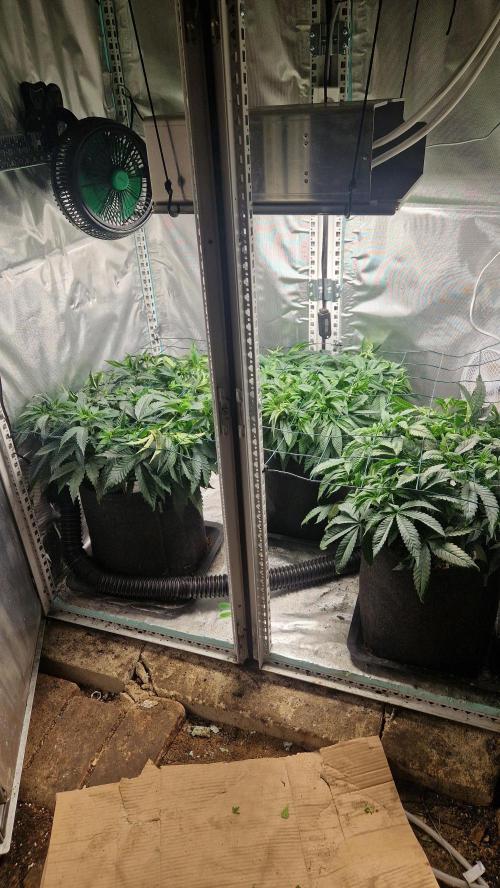 Mixed scrog 2. Week 6